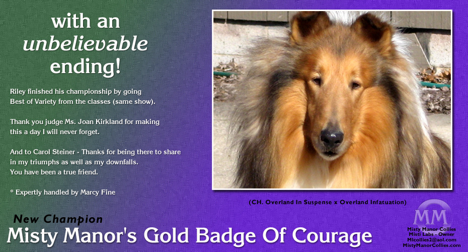 Misty Manor Collies -- Misty Manor's Gold Badge Of Courage