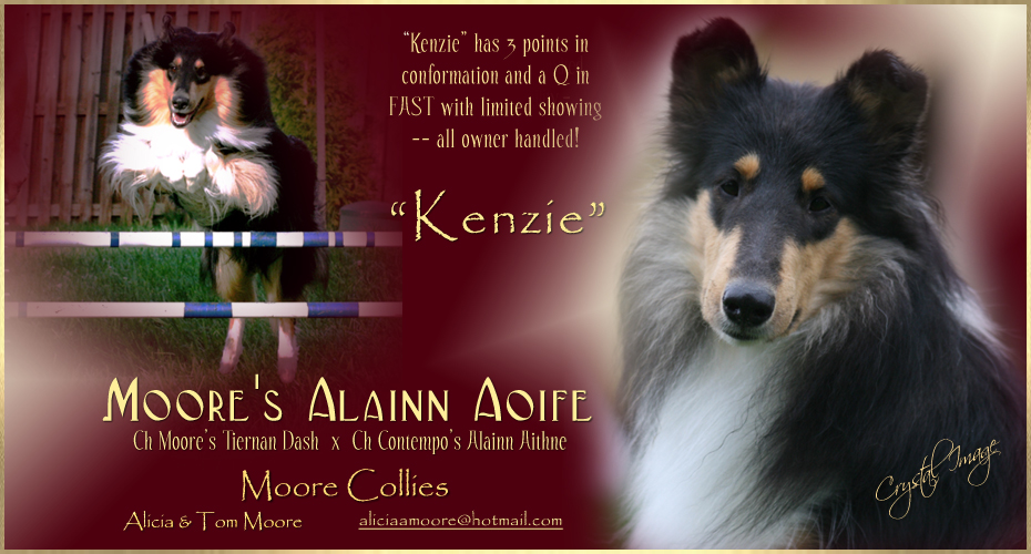 Moore Collies -- Moore's Alainn Aoife
