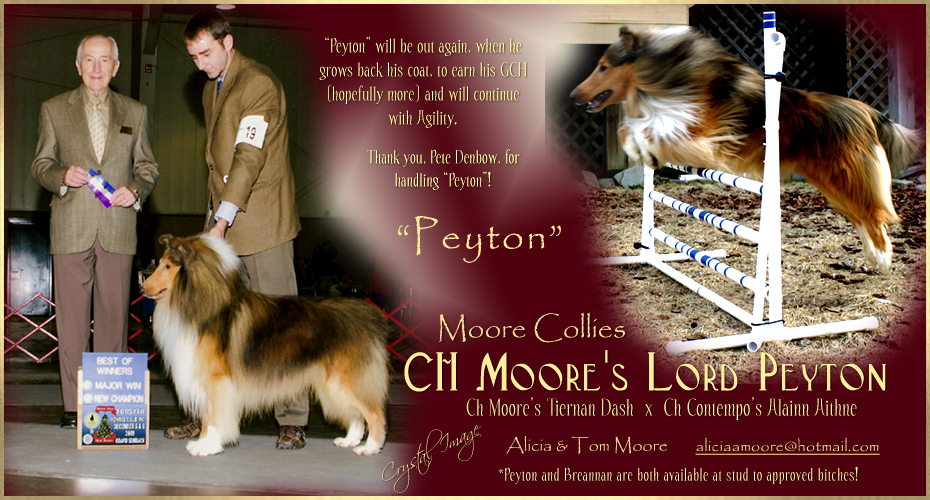 Moore Collies -- CH Moore's Lord Peyton