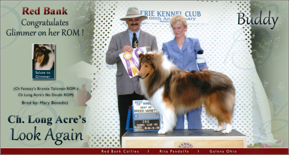 Red Bank  Collies -- Tribute to CH Long Acres No Doubt, ROM -- CH Long Acre's Look Again