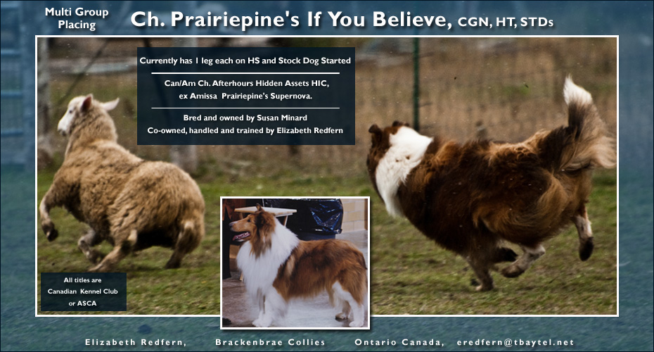Brackenbrae Collies -- CAN Prairiepine's If You Believe, CGC, HT, STDs