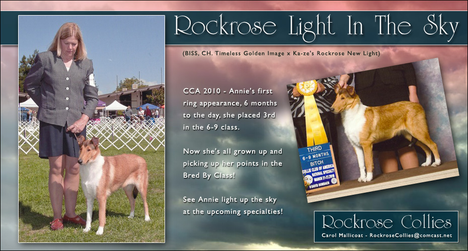 Rockrose Collies -- Rockrose Light In The Sky