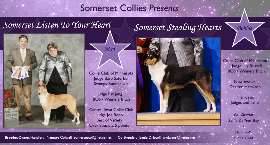 Somerset Collies Presents -- Somerset Listen To Your Heart and Somerset Stealing Hearts