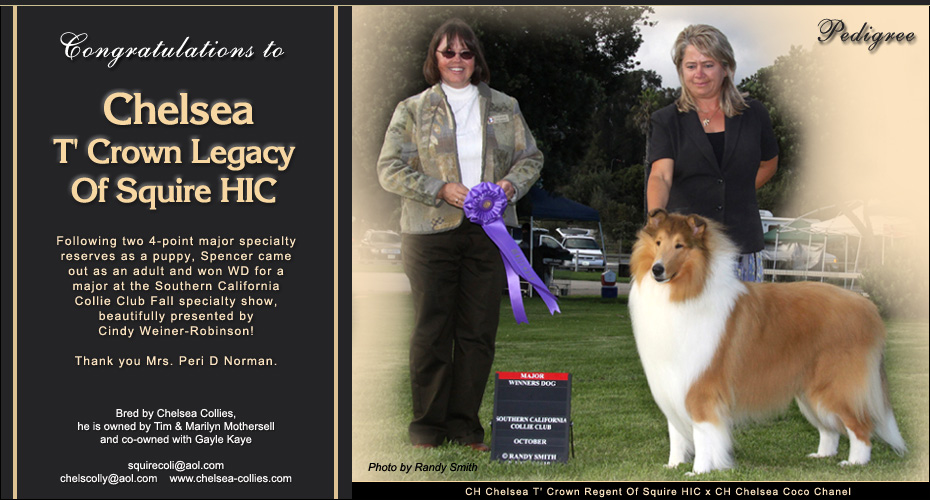 Squire Collies / Chelsea Collies --  Chelsea T' Crown Legacy Of Squire HIC