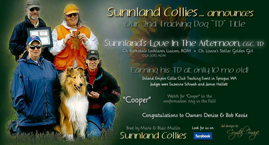 Sunnland Collies -- Sunnland's Love In The Afternoon, CGC, TD