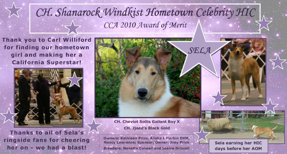 Shanarock Collies / CH Windkist Collies -- CH Shanarock Windkist Hometown Celebrity HIC