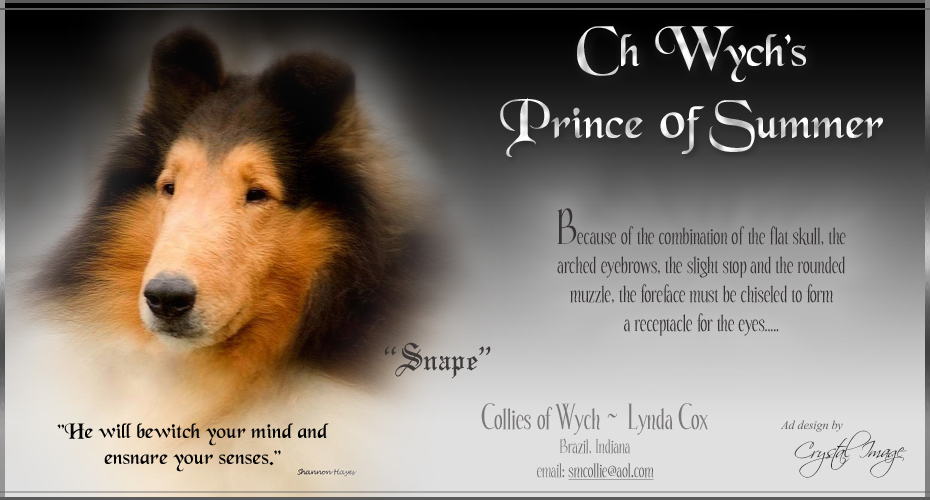 Collies Of Wych -- CH Wych's Prince Of Summer