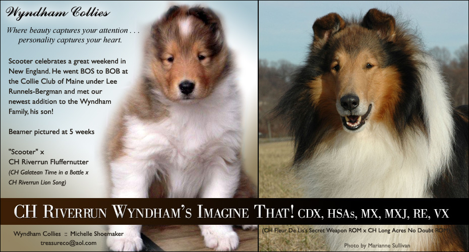 Wyndham Collies --  CH Riverrun Wyndham's Imagine That! CDX, HSAs, MX, MXJ, RE, VX