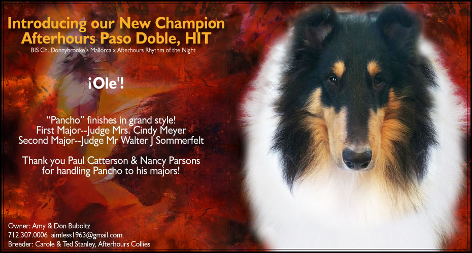 Afterhours Collies -- CH Afterhours Paso Doble, HIT