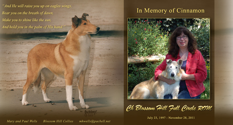 Blossom Hill Collies -- In Memory of CH Blossom Hill Full Circle