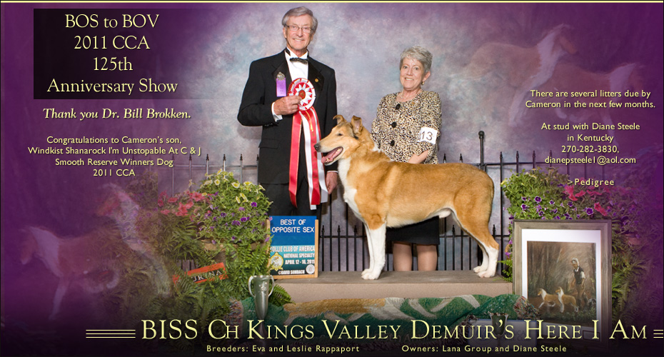 Demuir Collies /  Star Country Collies -- CH Kings Valley Demuir Here I Am
