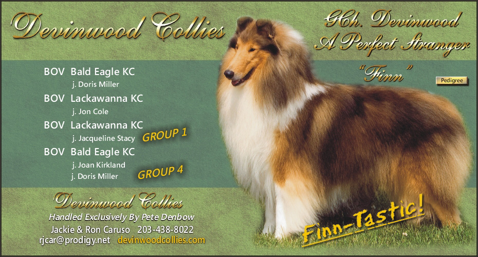 Devinwood Collies -- GCH Devinwood A Perfect Stranger