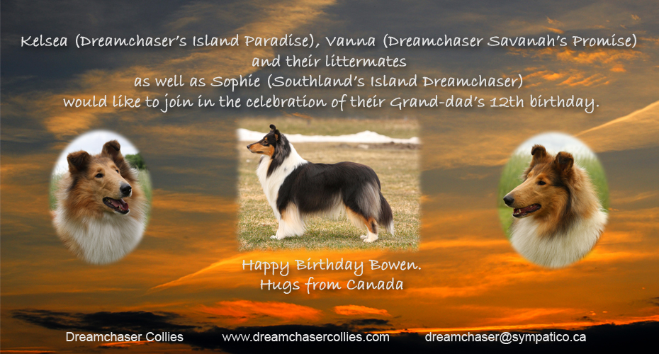 Dreamchaser Collies -- Dreamchaser's Island Paradise, Dreamchaser Savahah's Promise and Southland Island Dreamchaser