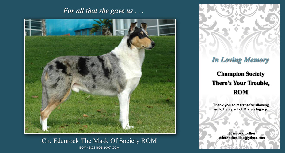 Edenrock Collies -- In loving memory of CH Society There's Your Trouble, ROM