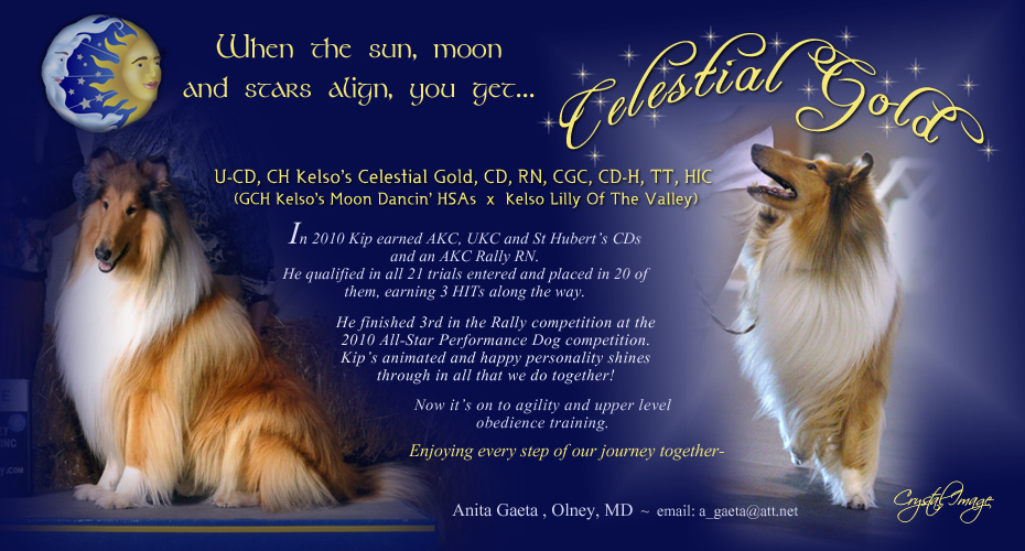 Anita Gaeta -- U-CD CH Kelso's Celestial Gold, CD, RN, CGC, CD-H, TT, HIC