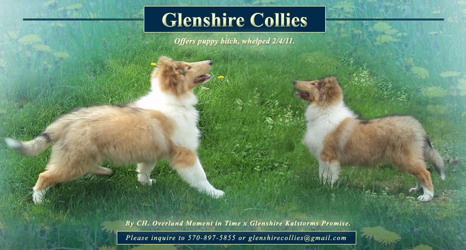 Glenshire Collies 