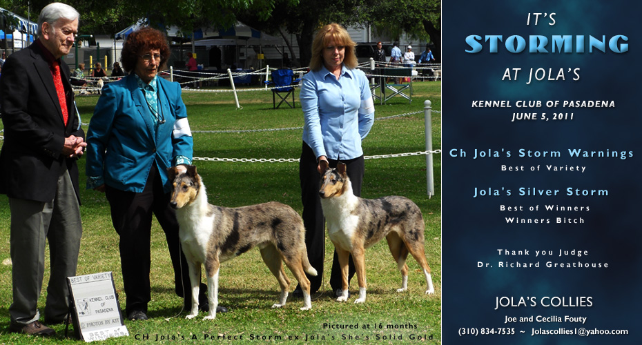 Jola's Collies -- CH Jola's Storm Warnings and Jola's Silver Storm