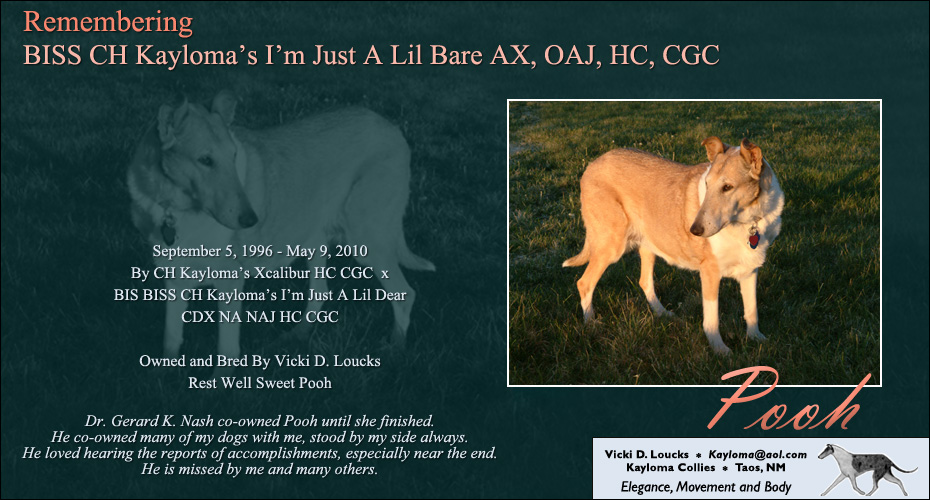 Kayloma Collies -- In Loving Memory of  CH Kayloma's I'm Just  A Lil Bare AX, OAJ, HC, CGC
