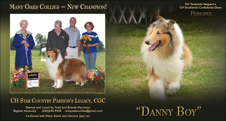 Many Oaks Collies / Star Country Collies -- CH Star Country Passion's Legacy, CGC