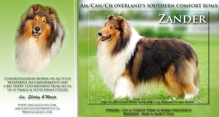 Omega Collies -- AM/CAN CH Overland's Southern Comfort ROMX