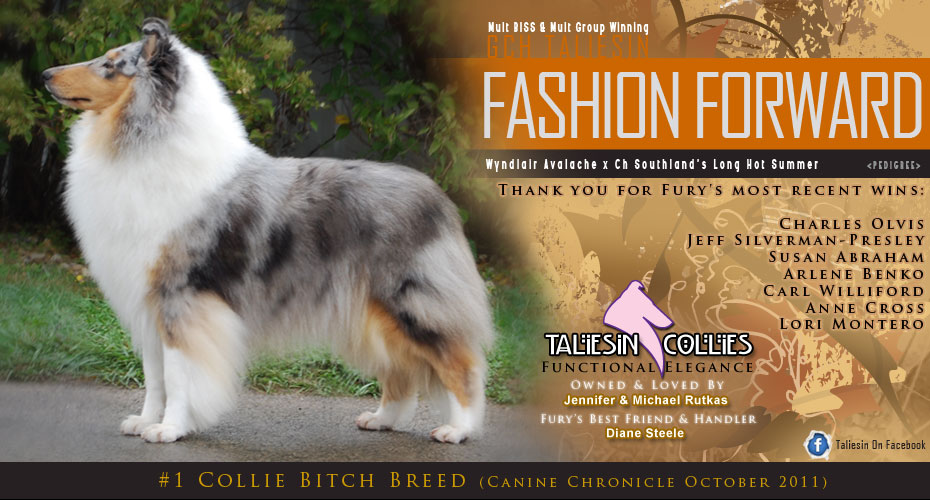 Taliesin Collies -- GCH Taliesin Fashion Forward