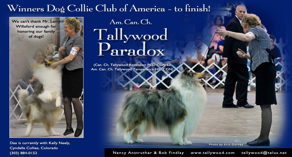 Tallywood Collies -- AM/CAN CH Tallywood Paradox