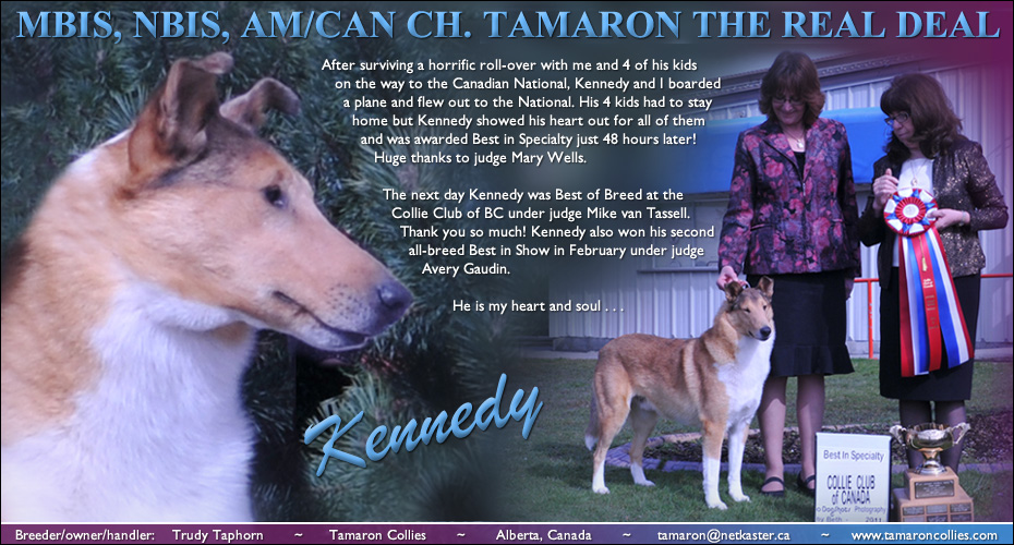 Tamaron Collies -- AM/CAN CH Tamaron The Real Deal