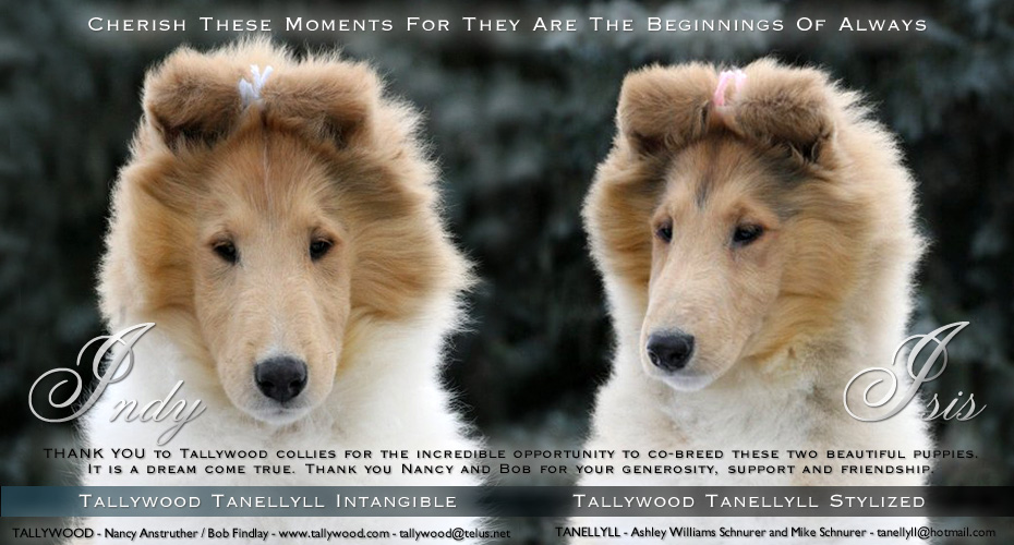 Tanellyll Collies / Tallywood Collies -- Tallywood Tanellyll Intangible and Tallywood Tanellyll Stylized