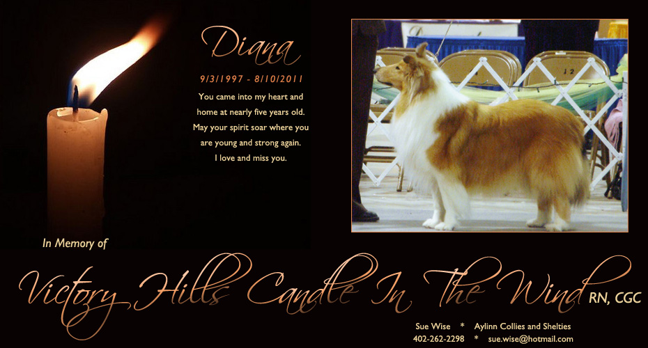 Aylinn Collies and Shelties -- In loving memory of Victory Hills Candle In The Wind, CGC