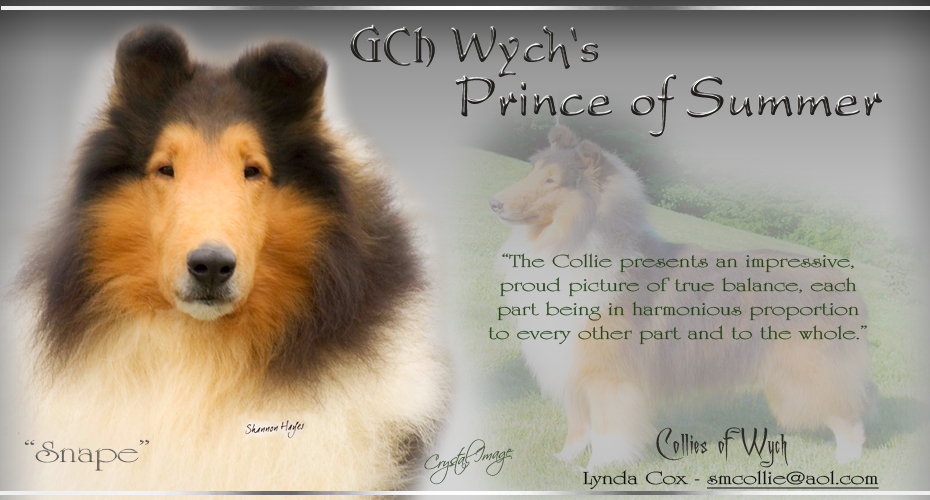 Collies Of Wych -- GCH Wych's Prince Of Summer