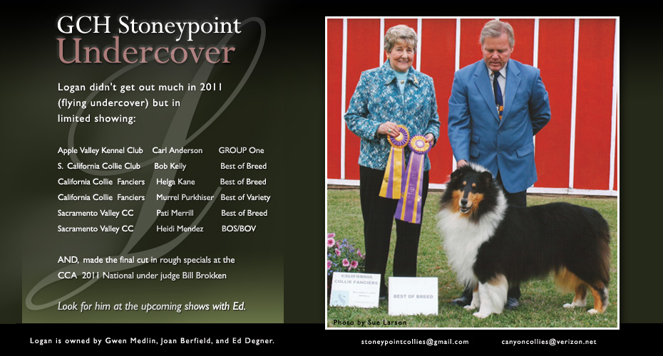 Stoneypoint Collies / Canyon Collies -- GCH Stoneypoint Undercover