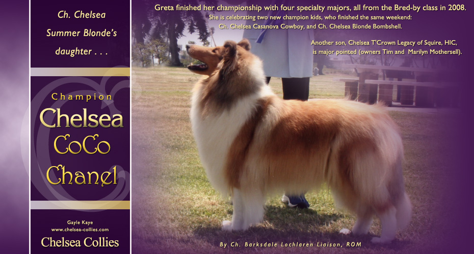 Chelsea Collies -- CH Chelsea CoCo Chanel