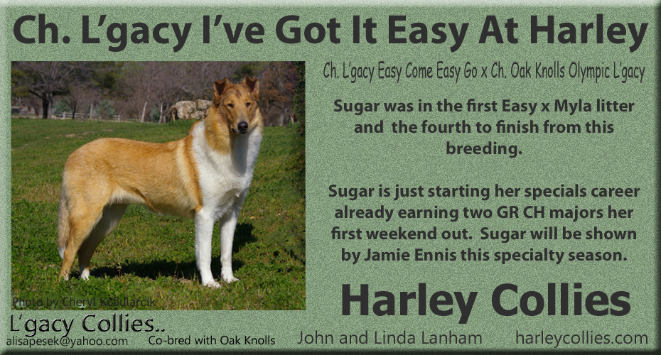 Harley Collies / L'gacy Collies -- CH L'gacy I've Got It Easy At Harley