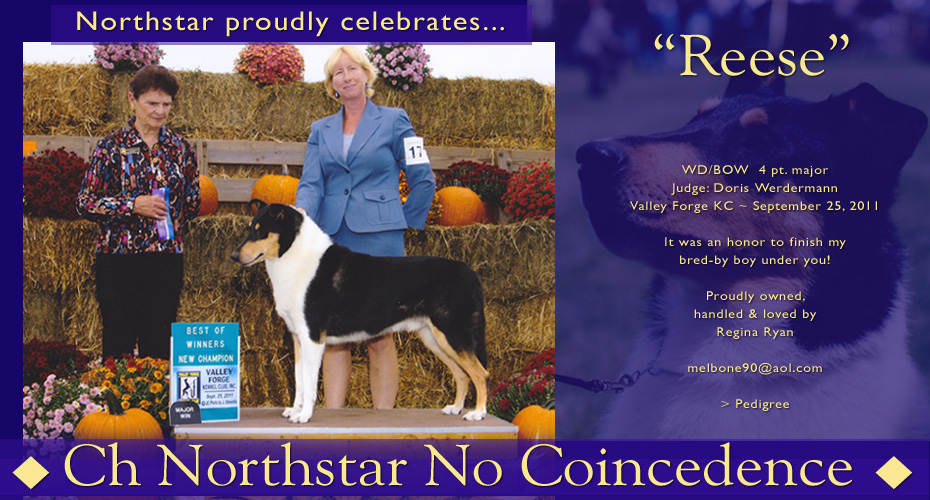 Northstar Collies -- CH Northstar No Coincedence