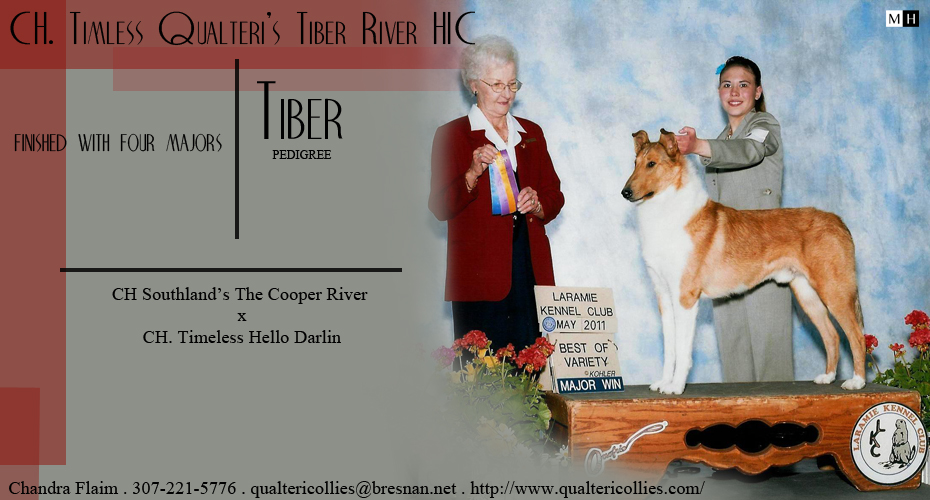Qualteri Collies -- CH Timeless Qualteri's Tiber River HIC