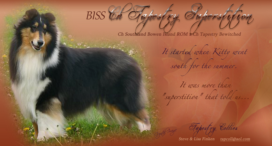 Tapestry Collies -- CH Tapestry Superstition