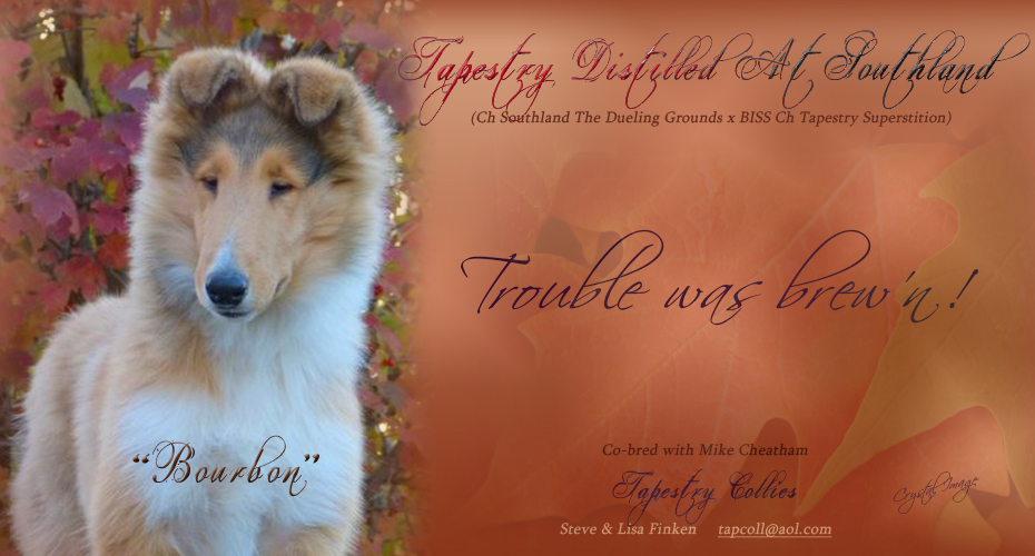 Tapestry Collies -- Tapestry Distilled At Southland