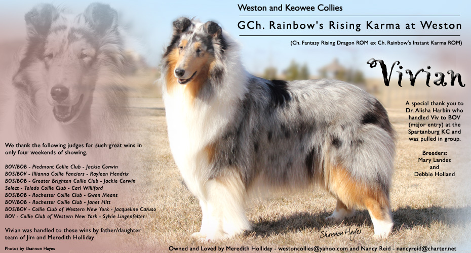 Weston Collies -- Keowee Collies -- GCH Rainbow's Rising Karma At Weston