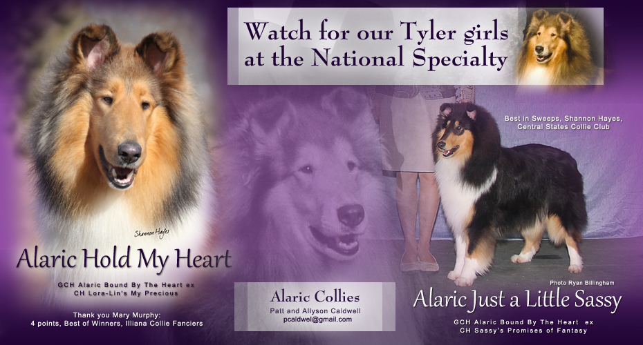 Alaric Collies -- Alaric Hold My Heart and Alaric Just A Little Sassy