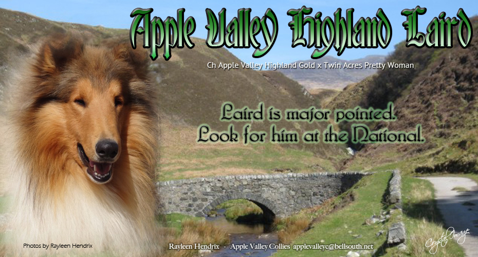 Apple Valley Collies -- Apple Valley Highland Laird