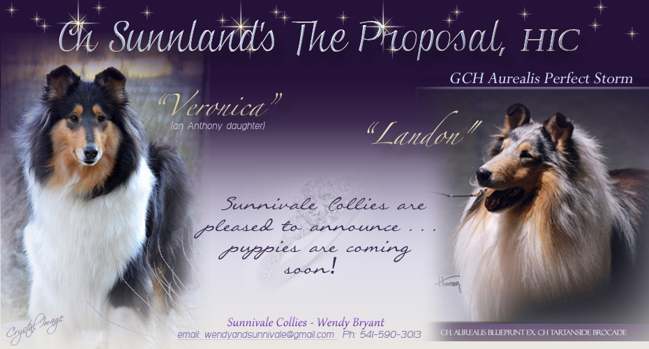 Sunnivale Collies -- CH Sunnland's The Proposal HIC