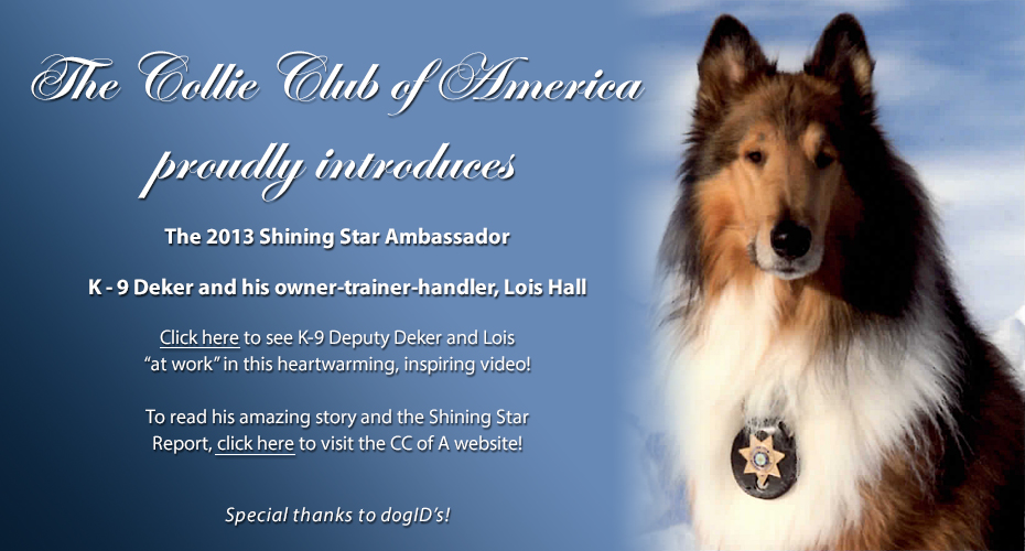 Collie Club of America 2013 Shining Star Award