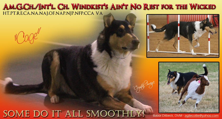 Babbi Dilbeck, DVM --  AM GCH / INT CH Windkist's Ain't No Rest For the Wicked, HT, PT, RE, CA, NA, NAJ, OF, NAP, NJP, CCA VA