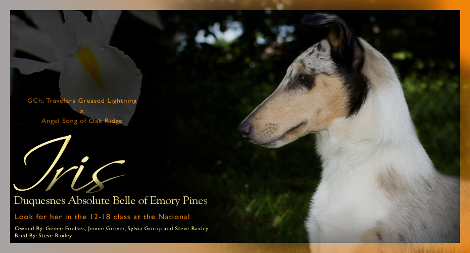 Duquesnes Collies /Absolute Collies -- Duquesnes Absolute Belle Of Emory Pines