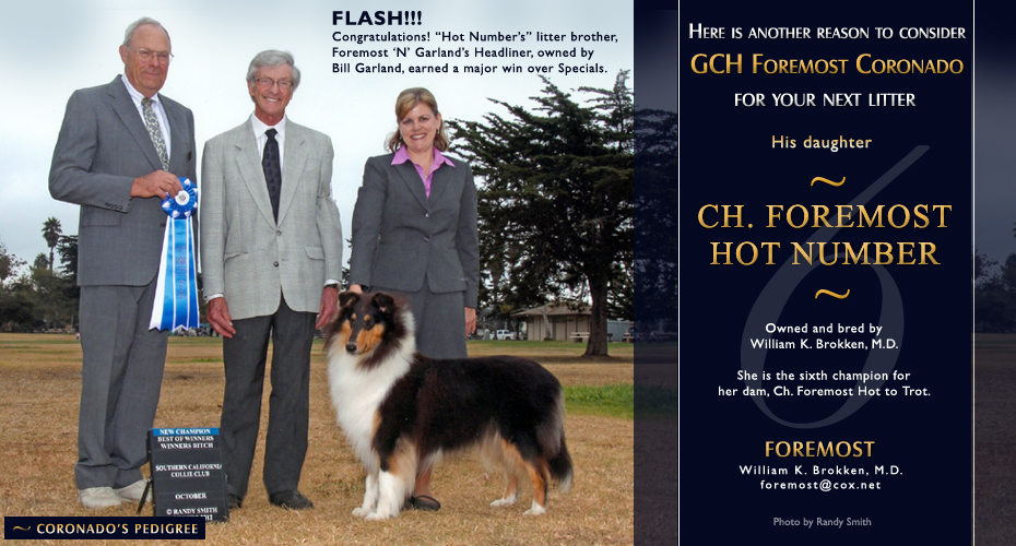 Foremost Collies -- CH Foremost Hot Number