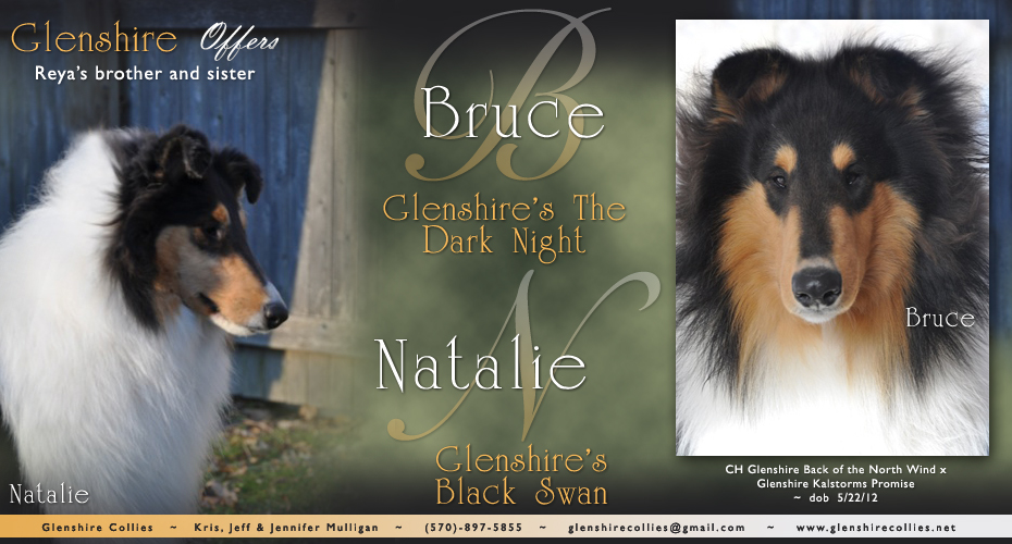 Glenshire Collies -- Glenshire The Dark Night and Glenshire's Black Swan