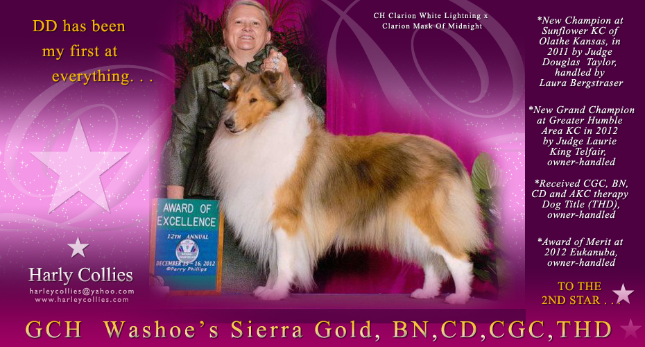 Harley Collies -- GCH Washoe's Sierra Gold, BN, CD, CGC, THD