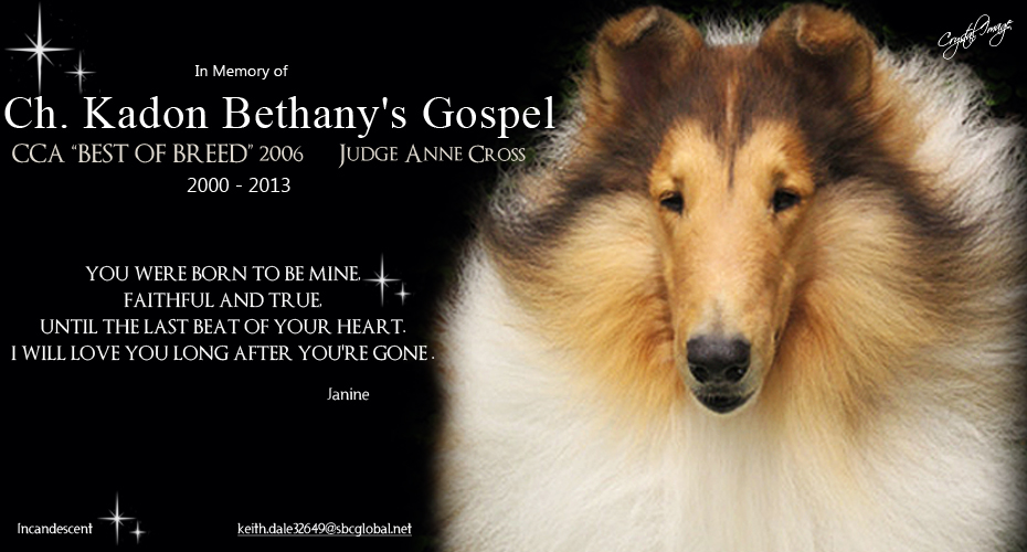 Incandescent Collies -- In loving memory of CH Kadon Bethany's Gospel