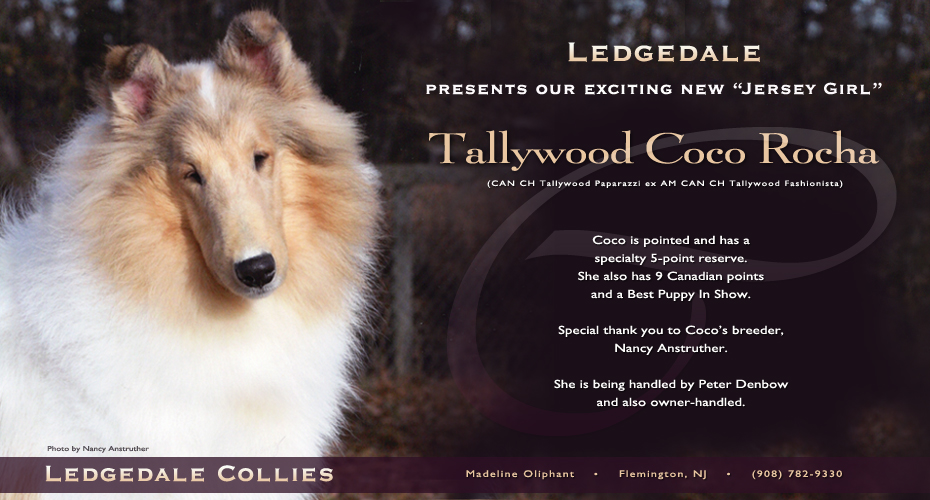 Ledgedale Collies -- Tallywood Coco Rocha