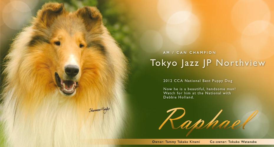 Northview Collies -- AM / CAN CH Tokyo Jazz JP Northview